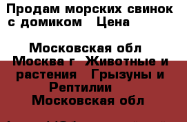 Продам морских свинок с домиком › Цена ­ 7 000 - Московская обл., Москва г. Животные и растения » Грызуны и Рептилии   . Московская обл.